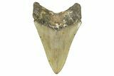 Serrated, Fossil Megalodon Tooth - North Carolina #368454-1